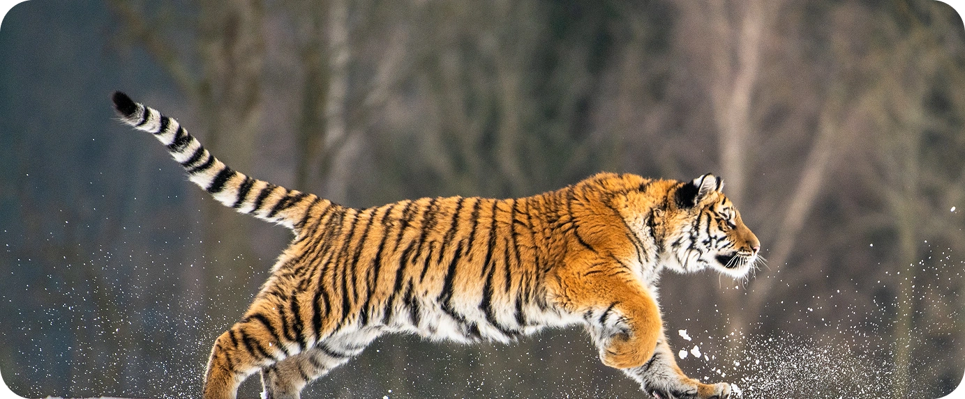 image of a tiger