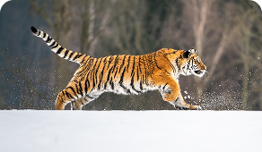 Tiger by the Tail: Risks of Large Language Models
